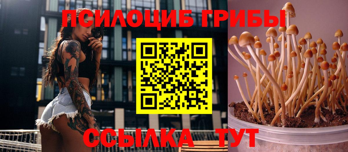 как найти наркотики  Вход с VPN  Псилоцибиновые грибы Cubensis  Амурск  Галлюциногенные грибы мицелий 